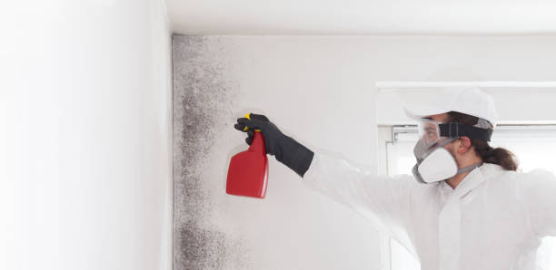 Best Crawl Space Mold Remediation in West Jefferson, NC